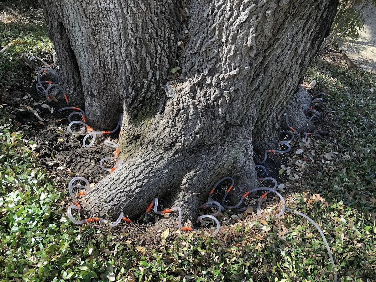 Detailed Tree Cabling and Bracing job site in Saint Albans